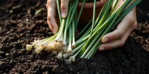 Cara Menanam Kucai: Panduan Lengkap untuk Pemula