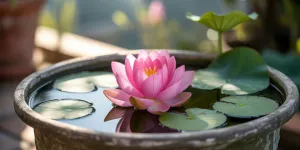 Cara Menanam Lotus: Panduan Lengkap Budidaya Bunga Seroja di Rumah