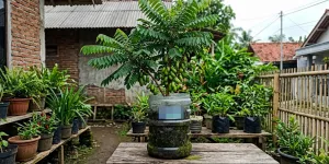 Cara Menanam Pohon Belimbing Wuluh di Galon Bekas, Ini 5 Langkah agar Berbuah Lebat