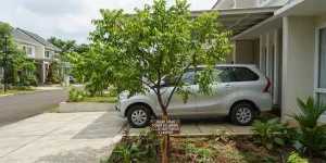 Cara Menanam Pohon Buah yang Aman Dekat Carport agar Tidak Merusak Pondasi dan Lantai