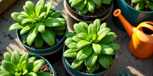 Cara Menanam Selada Air Tanpa Kolam di Pot dan Ember