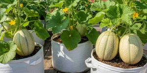 Cara Menanam Timun Suri dari Biji di Polybag untuk Pemula