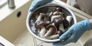 Cara Mencuci Jamur Kuping yang Benar agar Tetap Kenyal dan Tidak Bau