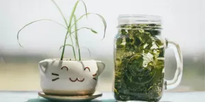 Cara Mengatasi Pori-Pori Wajah agar Mengecil, Memanfaatkan Toner Teh Hijau