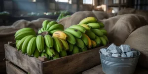 Cara Menggunakan Karbit untuk Pisang, Panduan Lengkap Pemeraman Buah yang Benar