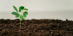 Cara Menggunakan Pupuk Hantu untuk Berbagai Tanaman agar Subur dan Berbuah Lebat