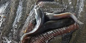 Cara Menghilangkan Lendir Ikan Lele dengan 3 Bahan Dapur, Efektif dan Mudah