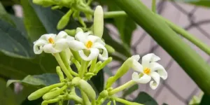 Cara Mengolah Bunga Pepaya Tanpa Pahit, Coba Trik Baking Soda Ini