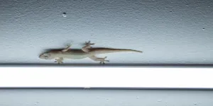 Cara Mengusir Cicak dari Dapur dengan Bahan yang Ada di Rumah