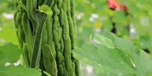 Cara Menurunkan Gula Darah Diabetes dalam 3 Bulan Hanya dengan Satu Makanan