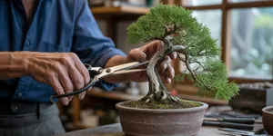 Cara Merawat Bonsai agar Tumbuh Sehat, Rimbun, dan Berumur Panjang