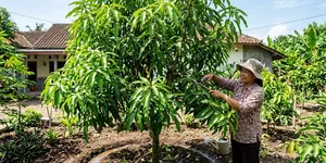 Cara Merawat Pohon Mangga Agar Daunnya Tidak Mudah Rontok, 7 Langkah Agar Rindang Dan Sejuk