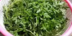 Cara Merebus Daun Kenikir, Tetap Hijau dan Empuk Hanya dengan 1 Bahan Dapur