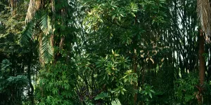 Cara Merebus Daun Ketapang untuk Solusi Atasi Peradangan Sendi, Cobain Jangan Tunggu Nanti-Nanti