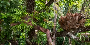 Cara Merebus Daun Tanduk Rusa, Solusi Alami Atasi Haid Tidak Teratur dan Mengontrol Tekanan Darah
