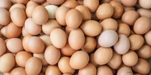 Cara Mudah Membedakan Telur Segar dan Busuk dengan Lampu Senter!