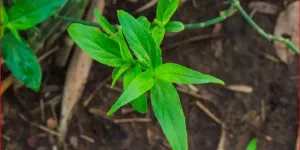 Cara Mudah Merebus Daun Belalai Gajah untuk Pencegahan Kanker, Simak Kandungan Berkhasiatnya