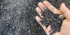 Cara Praktis Memasak Ketan Hitam Tanpa Merendam yang Hemat Waktu dan Energi