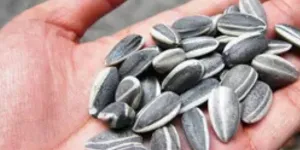 Cara Simpel Menjaga Kuaci agar Tidak Melempem dan Tetap Garing dengan 1 Bahan