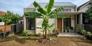Cara Tanam Pohon Pisang agar Tidak Tinggi, Ikuti Langkah Ini agar Lebih Mudah Dirawat
