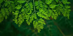 Cara Tepat Merebus Daun Kelor untuk Asam Lambung, Solusi Alami yang Efektif