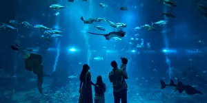 Dari Kedalaman Laut hingga Kemewahan Pulau Tropis, Ini Dua Spot Familyable di Resorts World Sentosa yang Wajib Kamu Jelajahi!