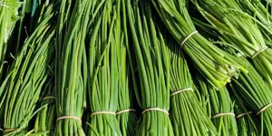 Daun Kucai, Rahasia Menurunkan Kolesterol