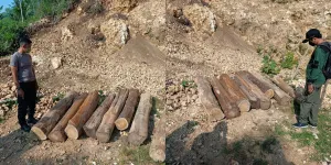 Dua Orang DPO Pembalakan Hutan Illegal di Malang Akhirnya Ditangkap Setelah Setahun Melarikan Diri