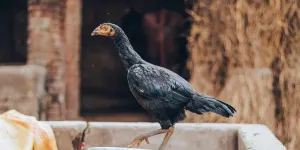 Fermentasi Pakan Ayam Modal 30 Ribu, Hemat Biaya Pakan 500 Ribu per Bulan