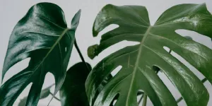 Ini Perbedaan Monstera dan Philodendron Beserta Cara Merawatnya, Jangan Salah