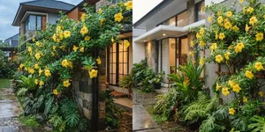 Jenis Bunga Alamanda yang Bisa Ditanam di Rumah, Bikin Pekarangan Jadi Hidup