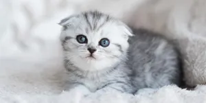 Jenis Kucing Peliharaan Nabi Muhammad SAW Beserta Keistimewaannya