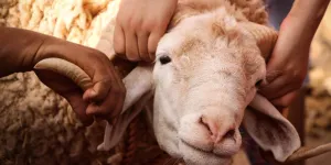 Kata Kata Kurban Lucu: Kumpulan Ucapan Menghibur untuk Menyemarakkan Idul Adha