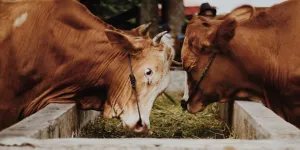 Kata-Kata Ngarit Lucu yang Menghibur dan Bikin Ngakak