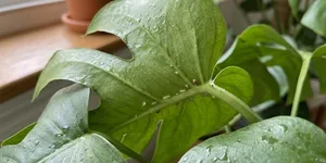 Kenapa Daun Tanaman Menjadi Lengket? Bisa Ada Hama di Baliknya, Ini Penyebab dan Cara Mengatasinya