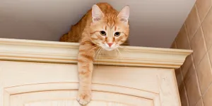 Kenapa Kucing Suka Memanjat Lemari?