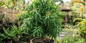 Kenapa Tanaman Buah yang Banyak Daun Tapi Sedikit Bunga, Ini Penyebab dan Cara Mengatasi