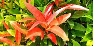 Khasiat Daun Pucuk Merah untuk Kesehatan, Atasi Keracunan Makanan hingga Stabilkan Gula Darah