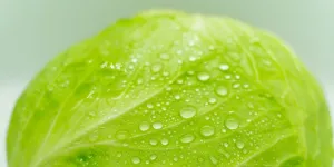 Kubis Anda Diserang Ulat? Ini Cara Cepat Basmi dalam 2 Menit, Dijamin Panen Bersih!