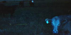 Lirik ‘Lonely’. Lagu Terbaru dari waveform*