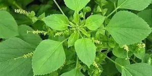 Manfaat Daun Anting-Anting untuk Asam Urat Tinggi dan Cara Pemakaiannya