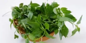 Manfaat Kesehatan Daun Kemangi, dari Asam Lambung hingga Gaya Hidup Sehat