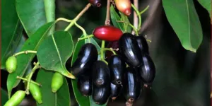 Manfaat Rebusan Jamblang, Cara Praktis untuk Atasi Diabetes dan Penyakit Lainnya