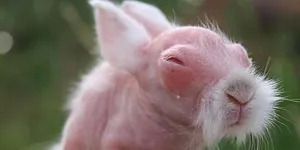 Master Syifu di Dunia Nyata, Kelinci Ini Lahir Mirip dengan Karakter Film KUNG FU PANDA