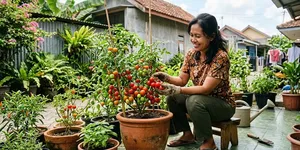Menanam Tomat dalam Pot, Ini 10 Langkah agar Tumbuh Subur dan Berbuah Lebat