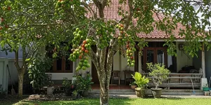 Mengenal Pohon Menteng dan Cara Menanamnya di Rumah, Buah Lokal yang Kian Dicari