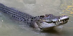 Mimpi Melihat Buaya dan Artinya Menurut Psikologi, Primbon, serta Budaya