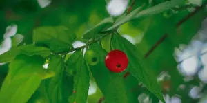 Minuman Herbal dari Daun Kersen: Solusi untuk Kolesterol dan Pegal-Pegal