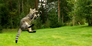 Mitos Punya 9 Nyawa, Ini Fakta Kucing Bisa Selamat Saat Jatuh dari Ketinggian