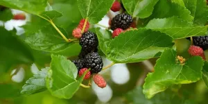 Khasiat Daun Murbei yang Jarang Diketahui Untuk Kesehatan